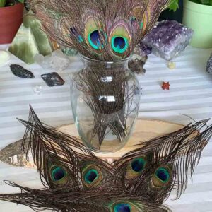 Natural Peacock Feathers